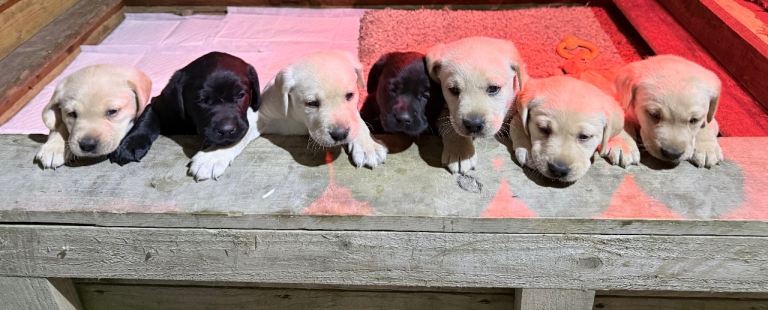 Labrador Retriever puppies