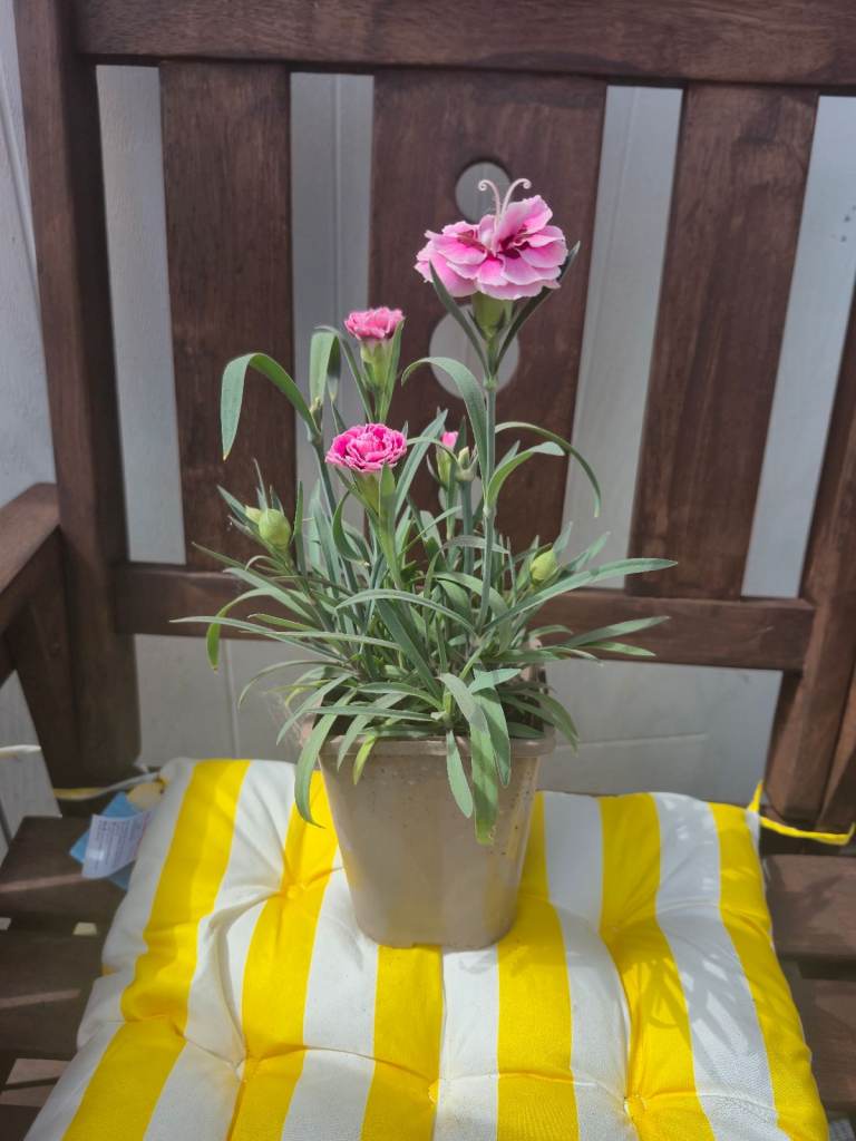 Lovely Pink Carnations Plant in Pot – Ready to Brighten Your Garden