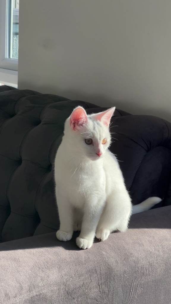 Young kitten for sale 