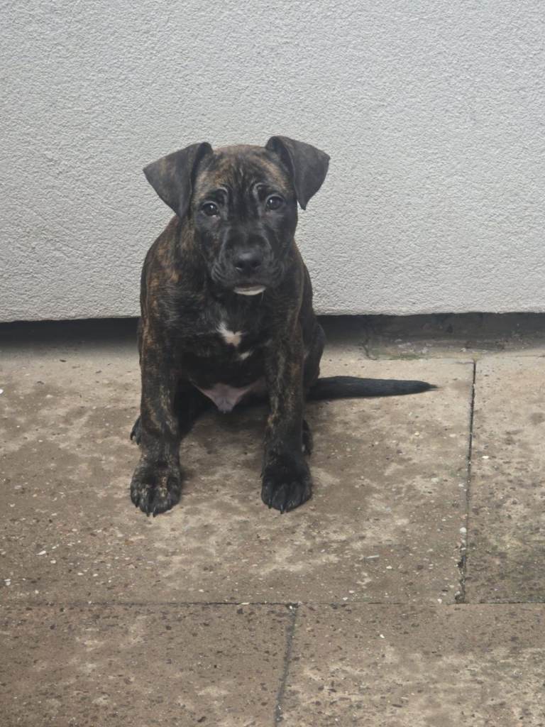 Staffordshire bull terrier puppies 