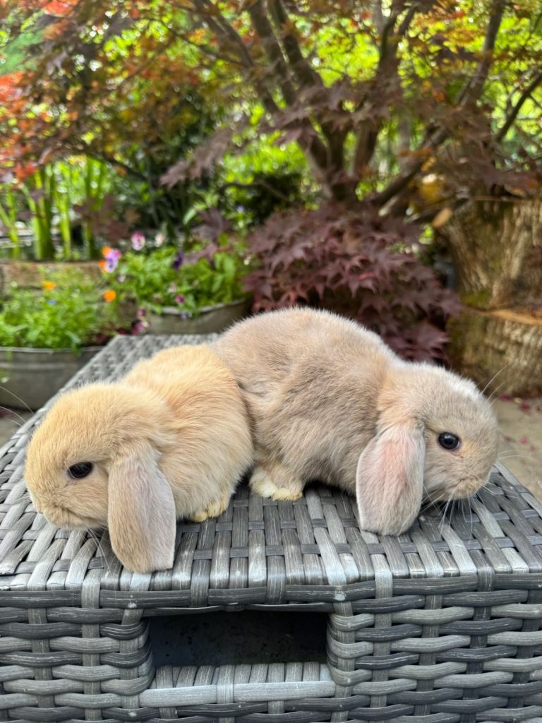 Super Friendly Mini Lop Bunnies