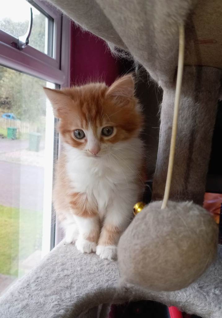 RAGDOLL X MAINE COON KITTENS FOR SALE