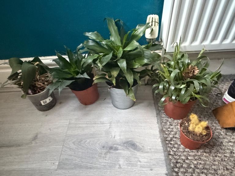 Plants x5 indoor 