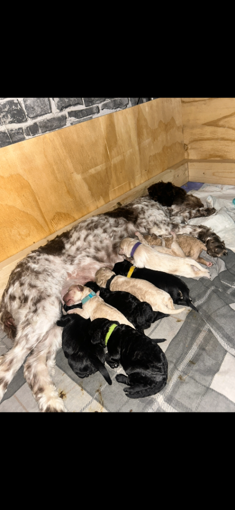 Cockapoo puppies f2 