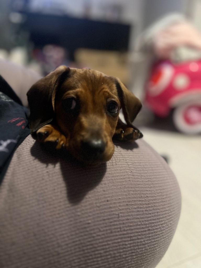 Biscuit,miniature tanned and black coloured dachshund