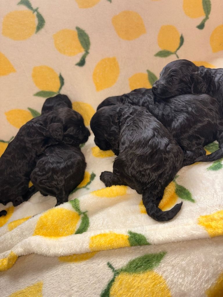 F1 Cockapoo puppies