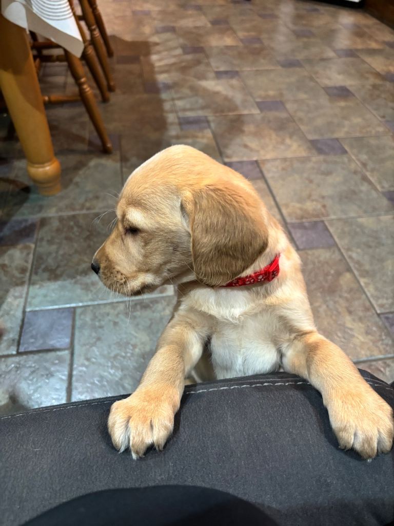 2 male Labrador x Cocker spaniel male pups left 