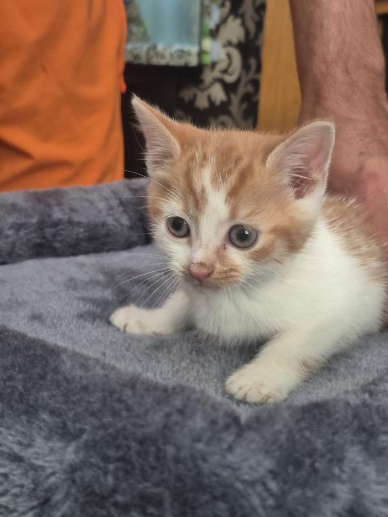 Playful kittens for sale 