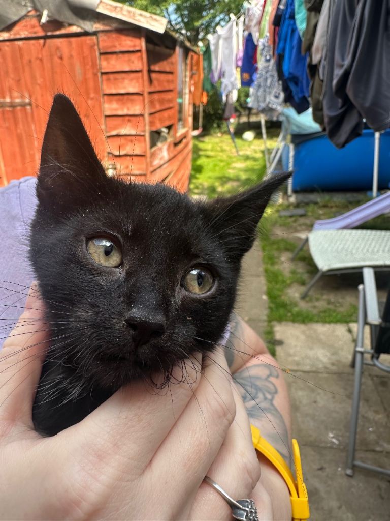 Kittens 