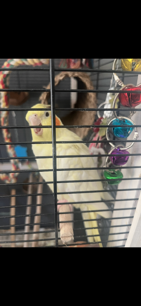 10 month old male pearl cocktail with cage