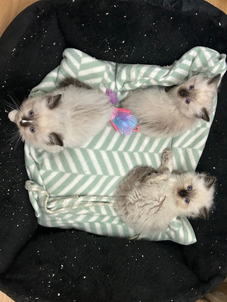 Ragdoll kittens 