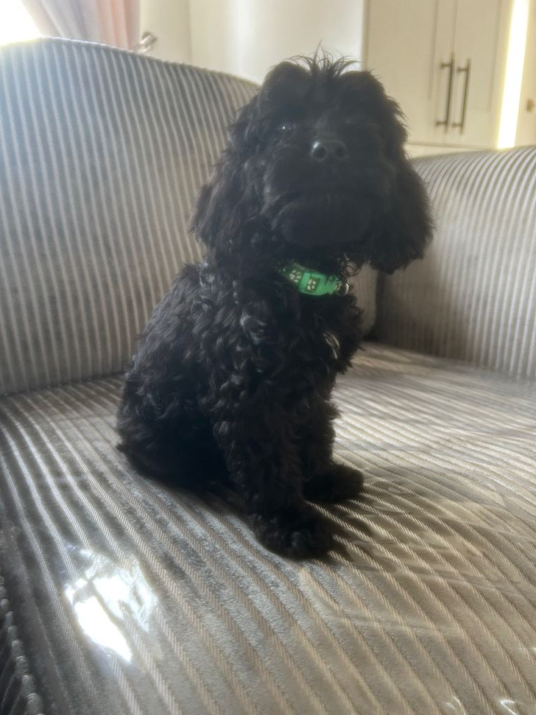 Adorable cockapoo puppies READY NOW 