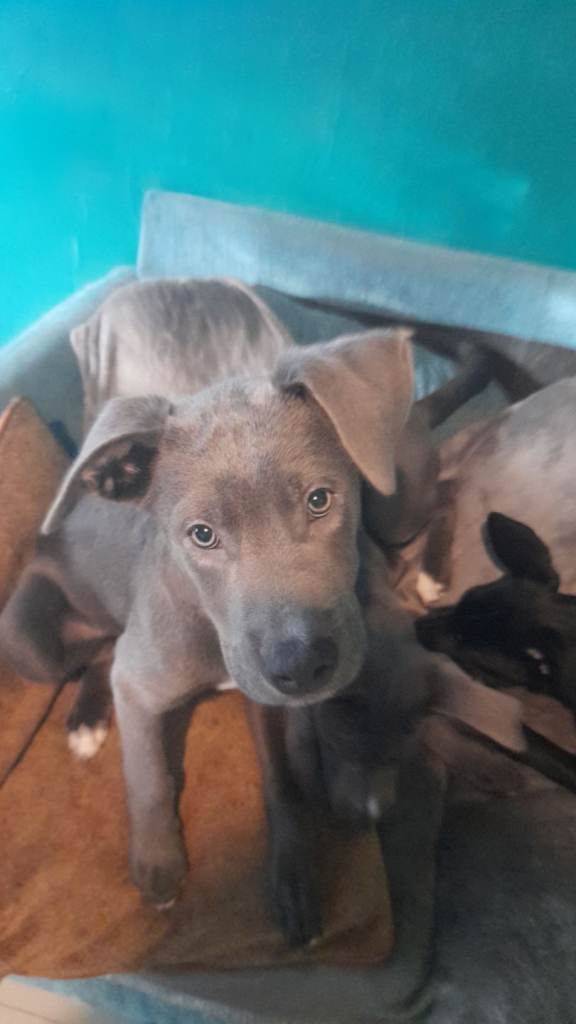 Puppy's 