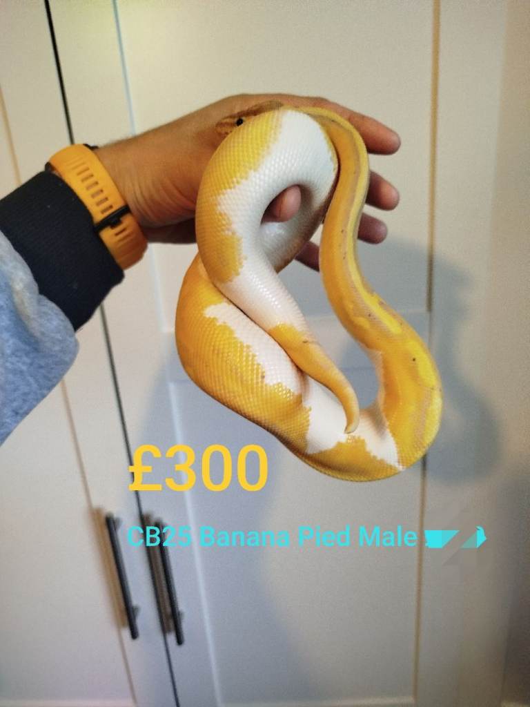 Available Royal Pythons