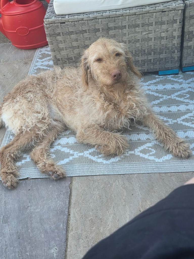 2 Golden medium dogs
