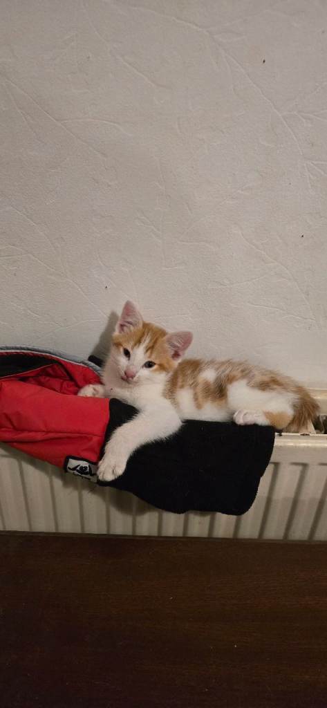 Beautiful medium coated cross breed kittens!