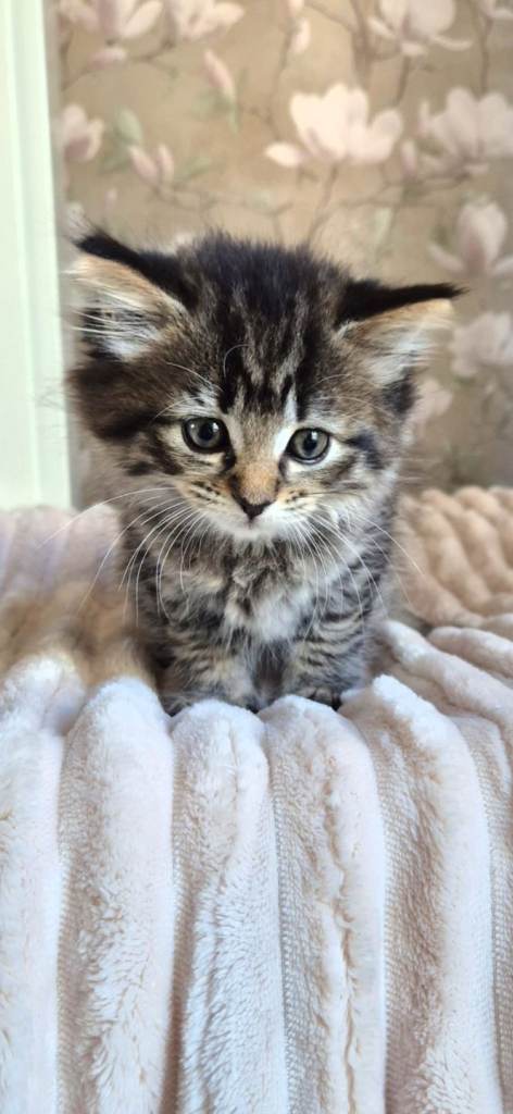 3 beautiful kittens ready for their forever home. 