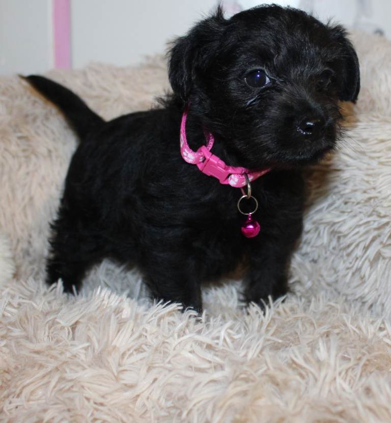 Patterpoo