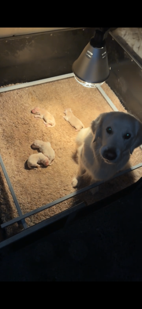 Golden retriever pups   