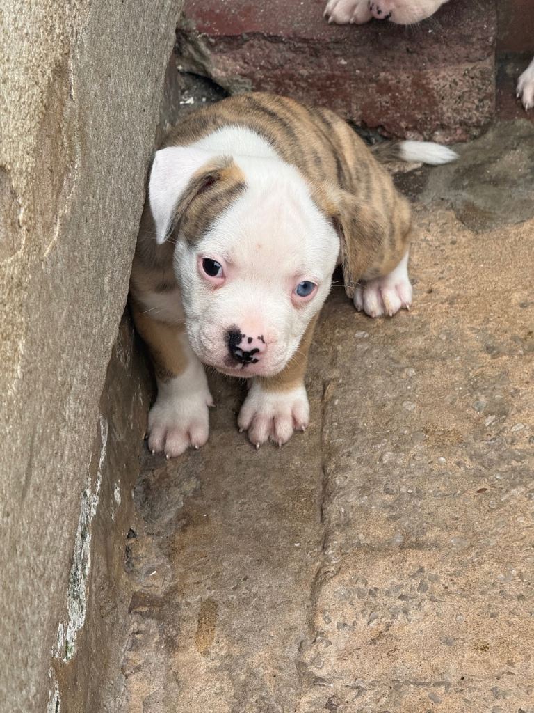 American bulldog puppies