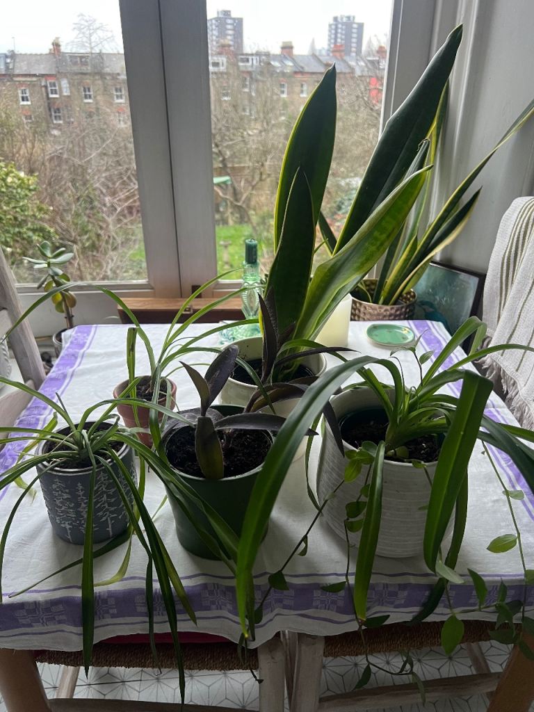 House plants £3-10 