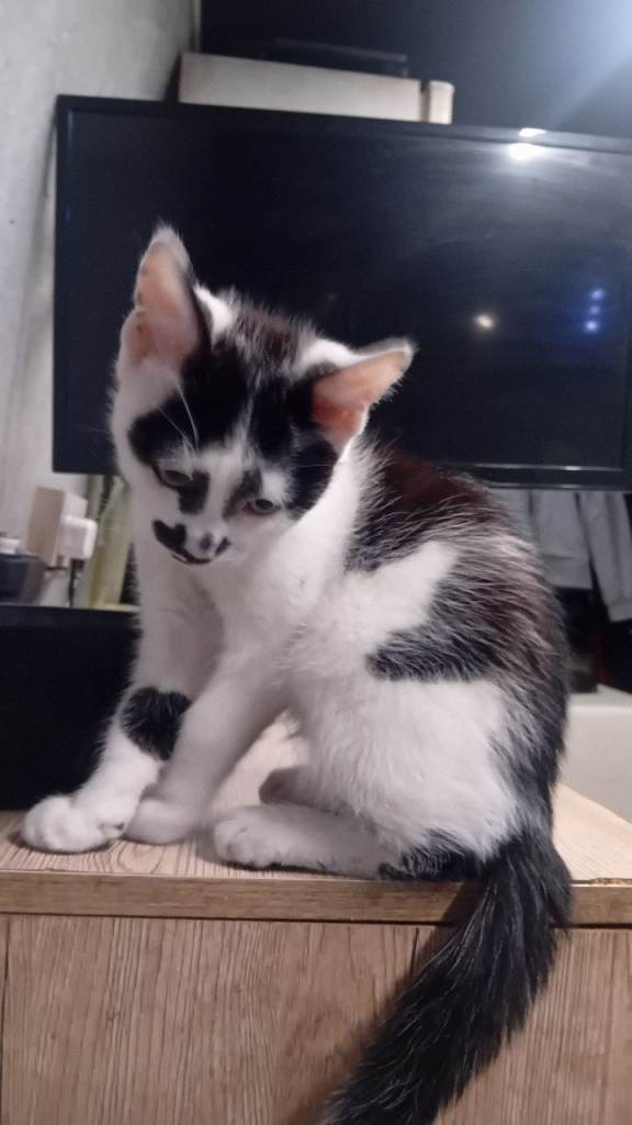 Friendly kitten