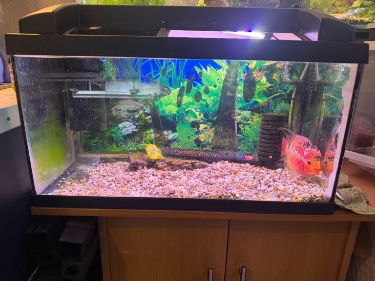 fish tank und 🐠