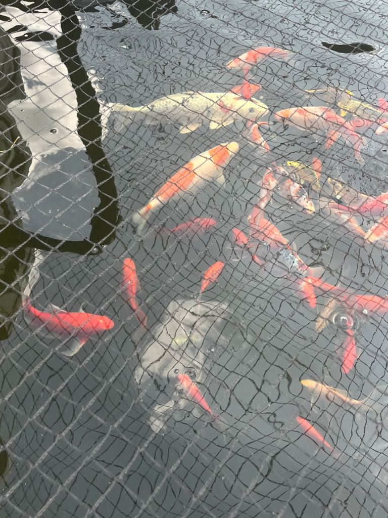 Koi and goldfish 