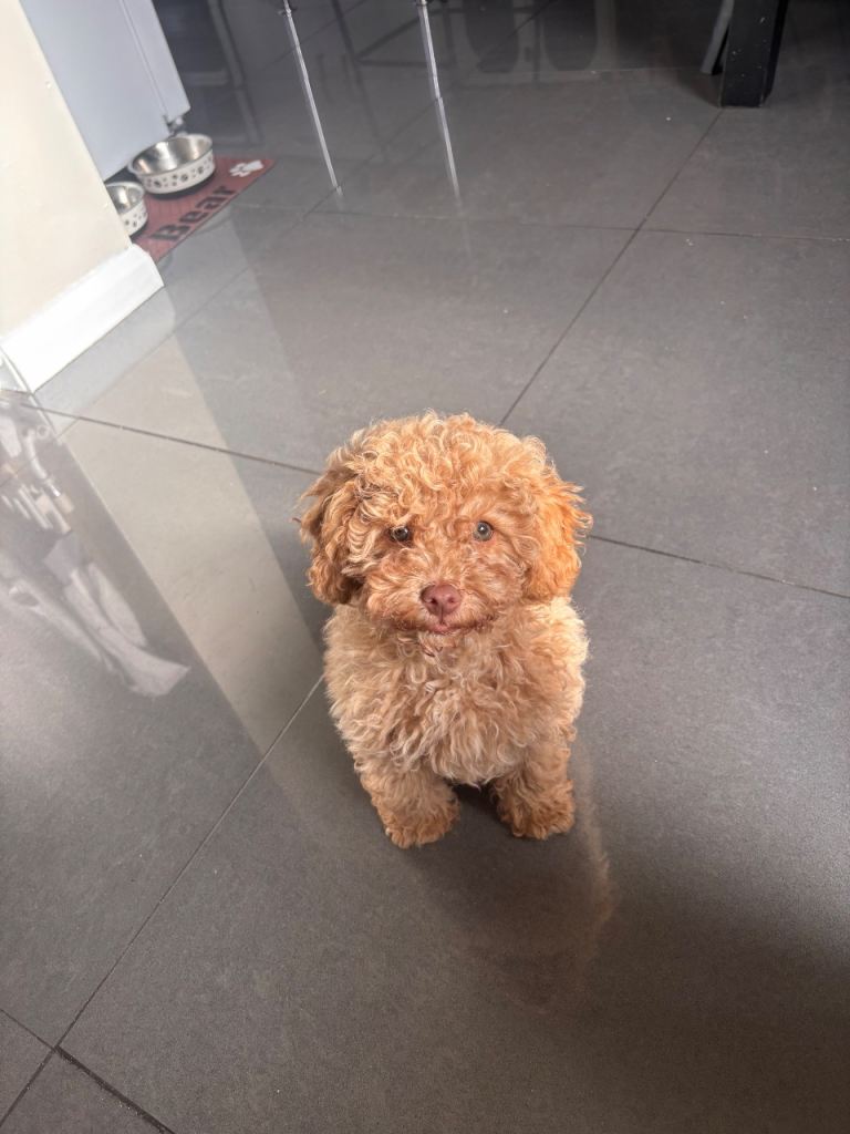 Cocapoo x toy poodle