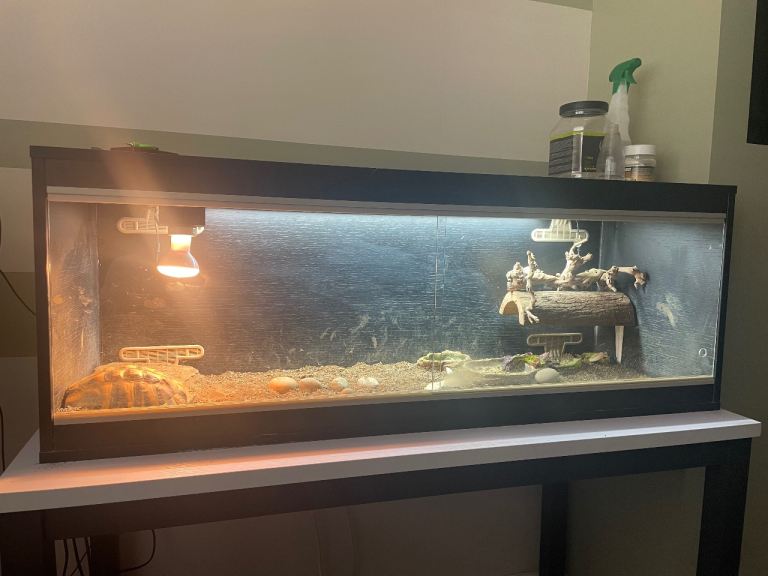 Reptile Vivarium and set up 