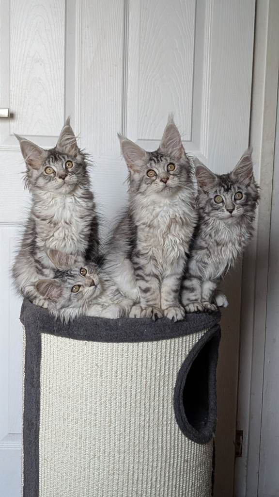 Tica registered Maine coon kittens 