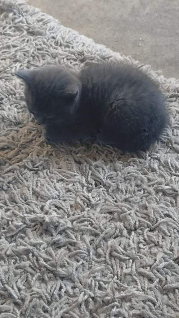 Kitten 