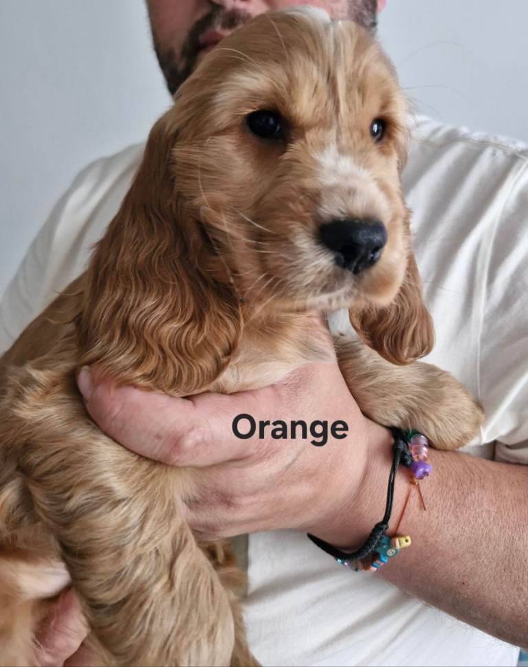 Show Type Cocker Spaniels Puppies