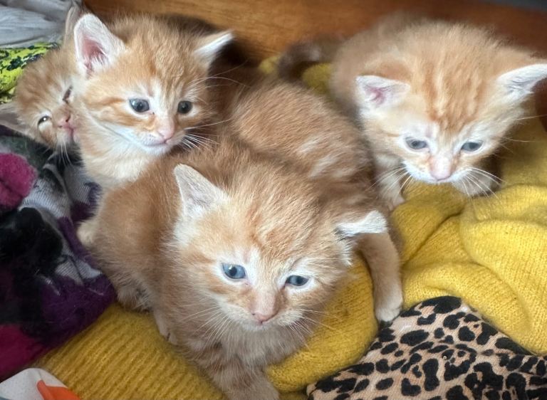 4 fluffy ginger kittens for sale 