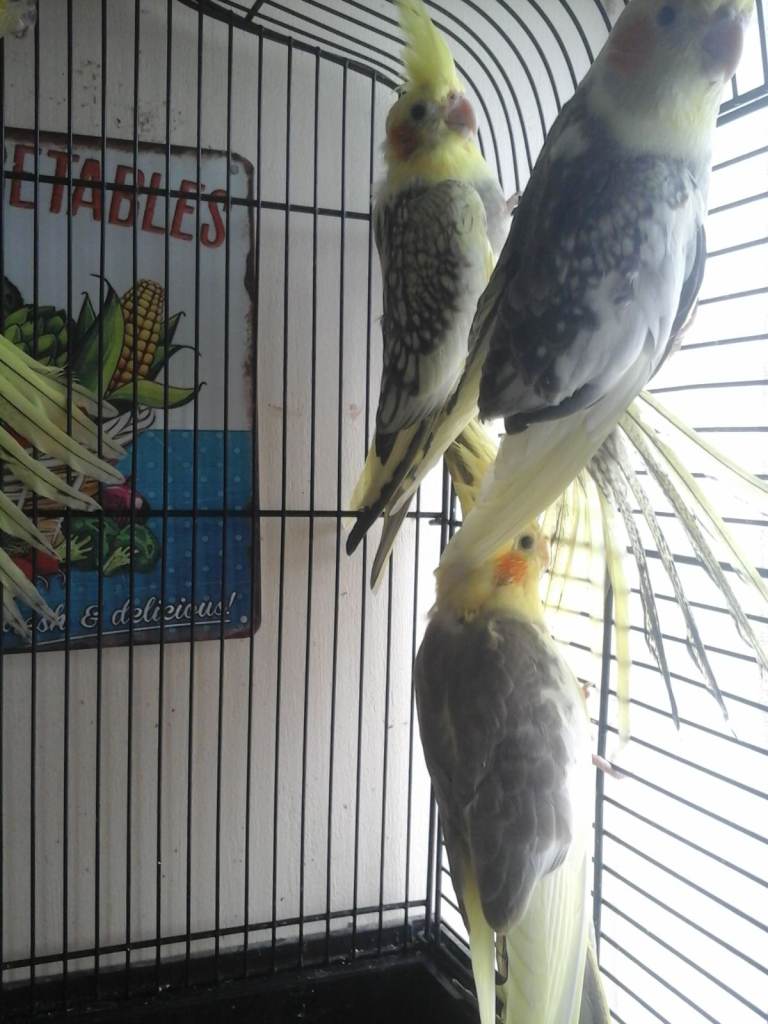 baby cockatiels