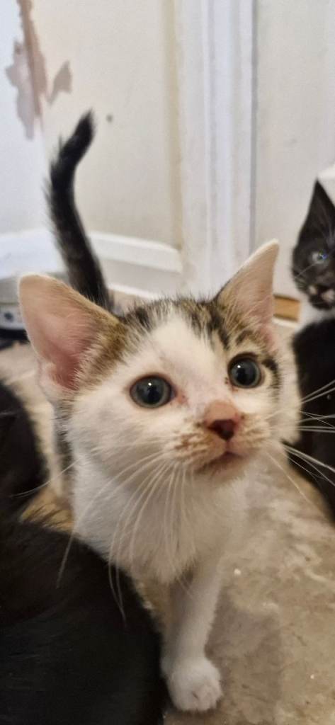 Fluffy kittens 