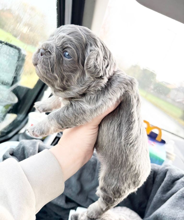 TINY TEDDY BEAR FRENCH BULLDOG PUPS