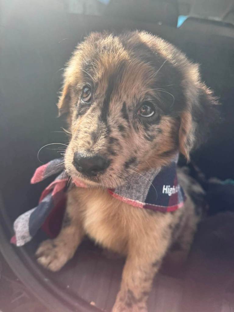 Adorable puppies 