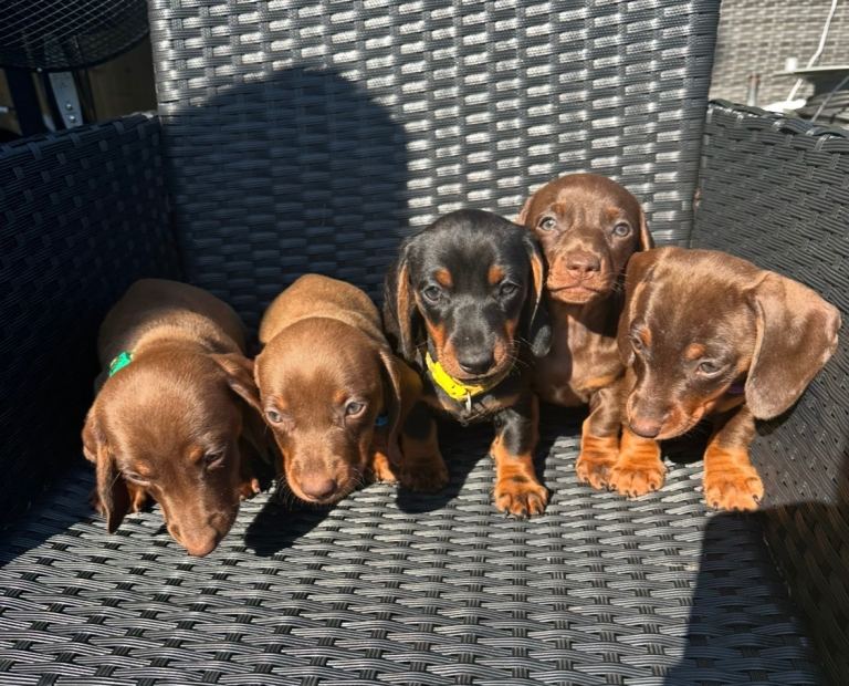 Miniature chocolate tan and black tan dachshund 