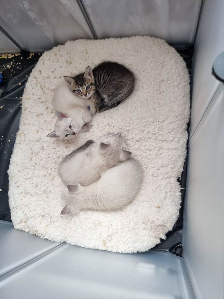 Ragdoll Cross kittens for sale