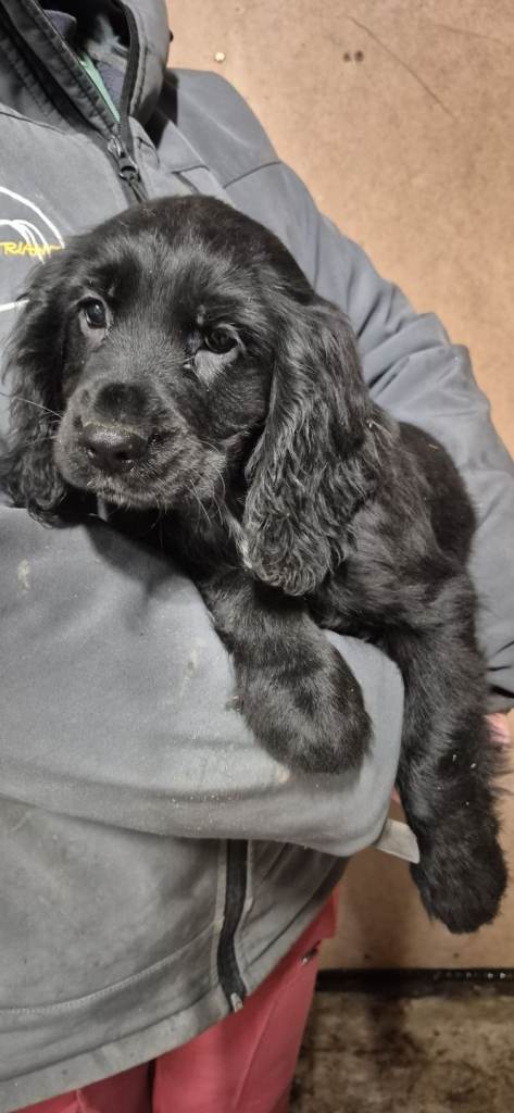 Cocker spaniel pups