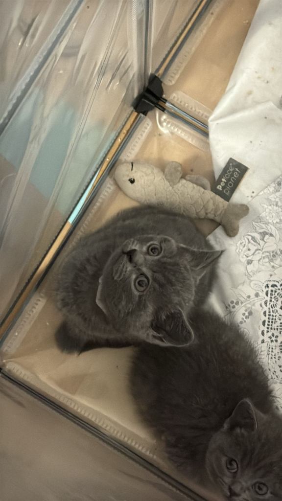 British shorthair kittens 