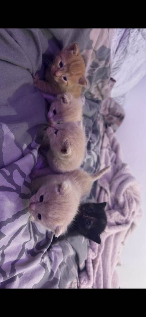 Kittens for sale