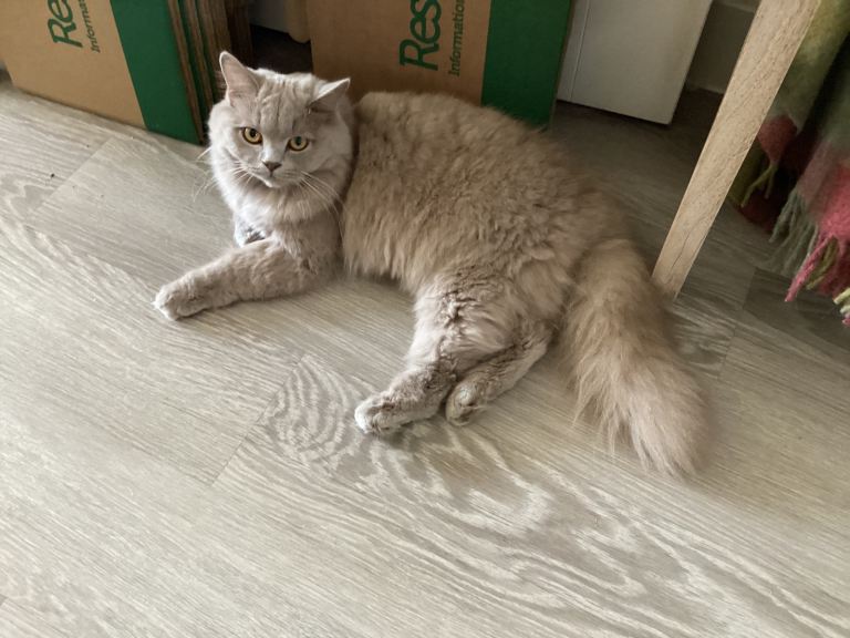 Beautiful Lilac Varient British Shorthair 11 Month kitten Female
