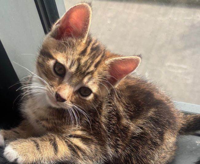 Kittens