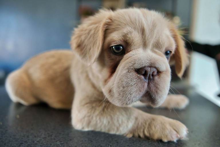 Stunning Family Home-Raised Little Fluffy Companions - KC Registered