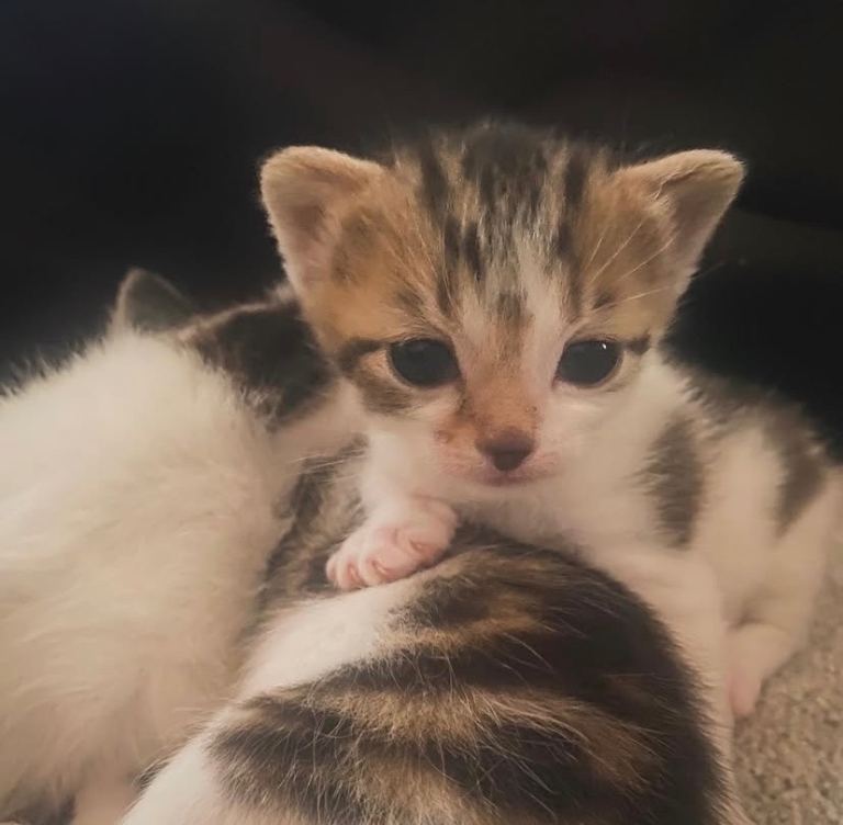 3 tabby/bengal kittens 