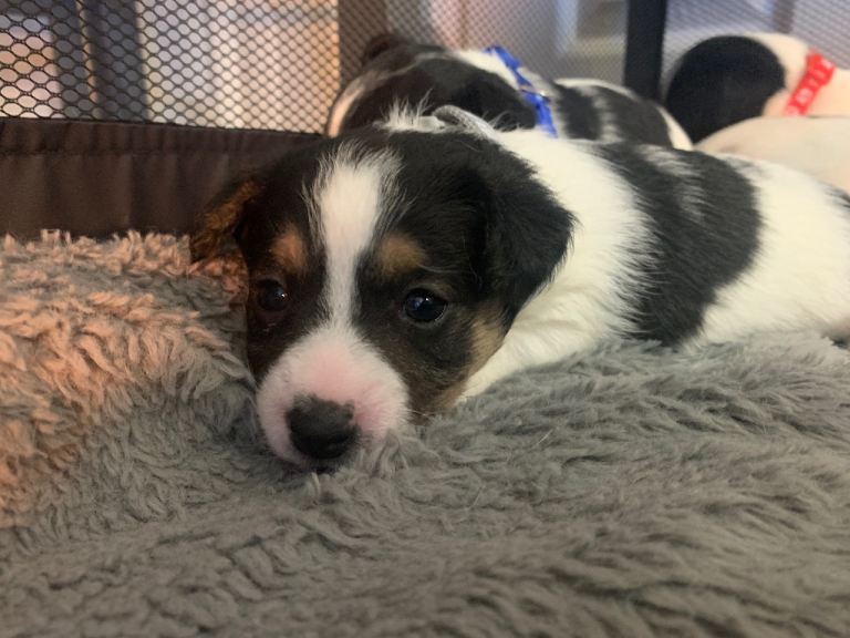 Jack russel puppies 