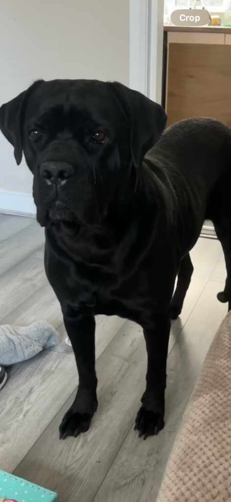 Cane Corso, 5 years old, loving family dog seeking experienced home