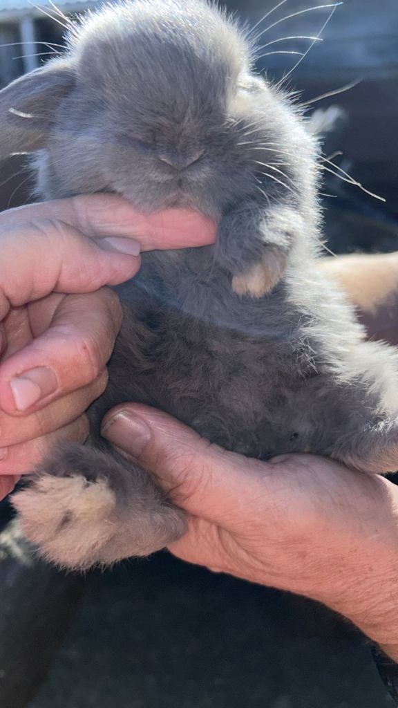 Purebred Mini lop for sale one boy left blue/grey colour